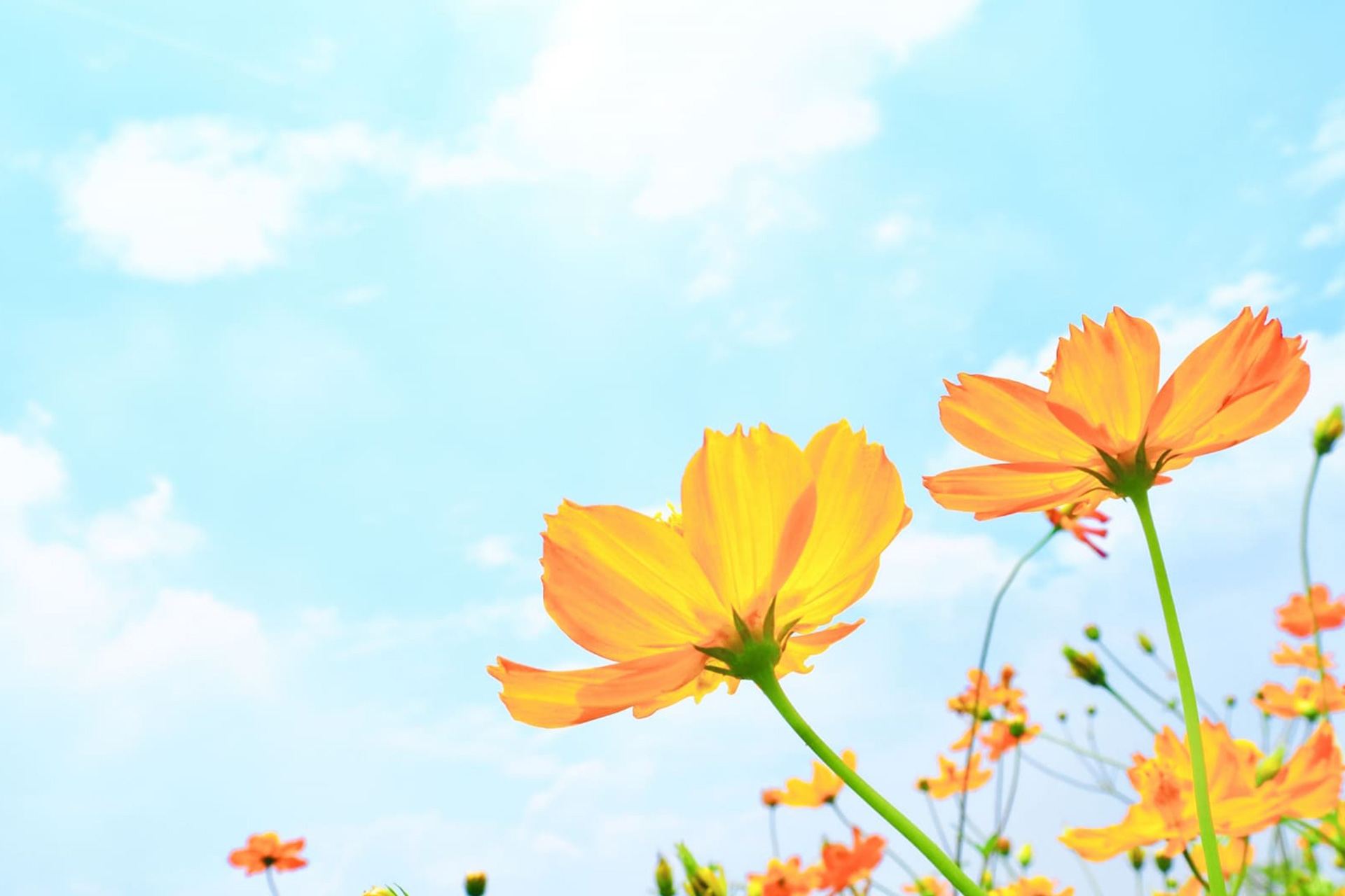 青空に映えるオレンジの花