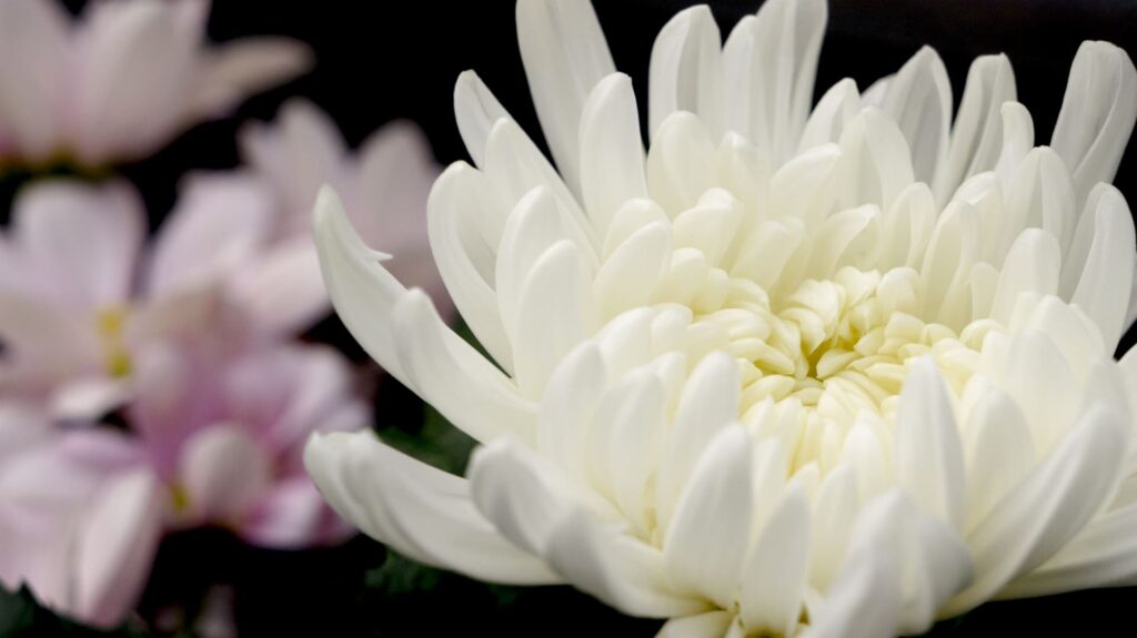 写真素材：白い菊の花・仏花