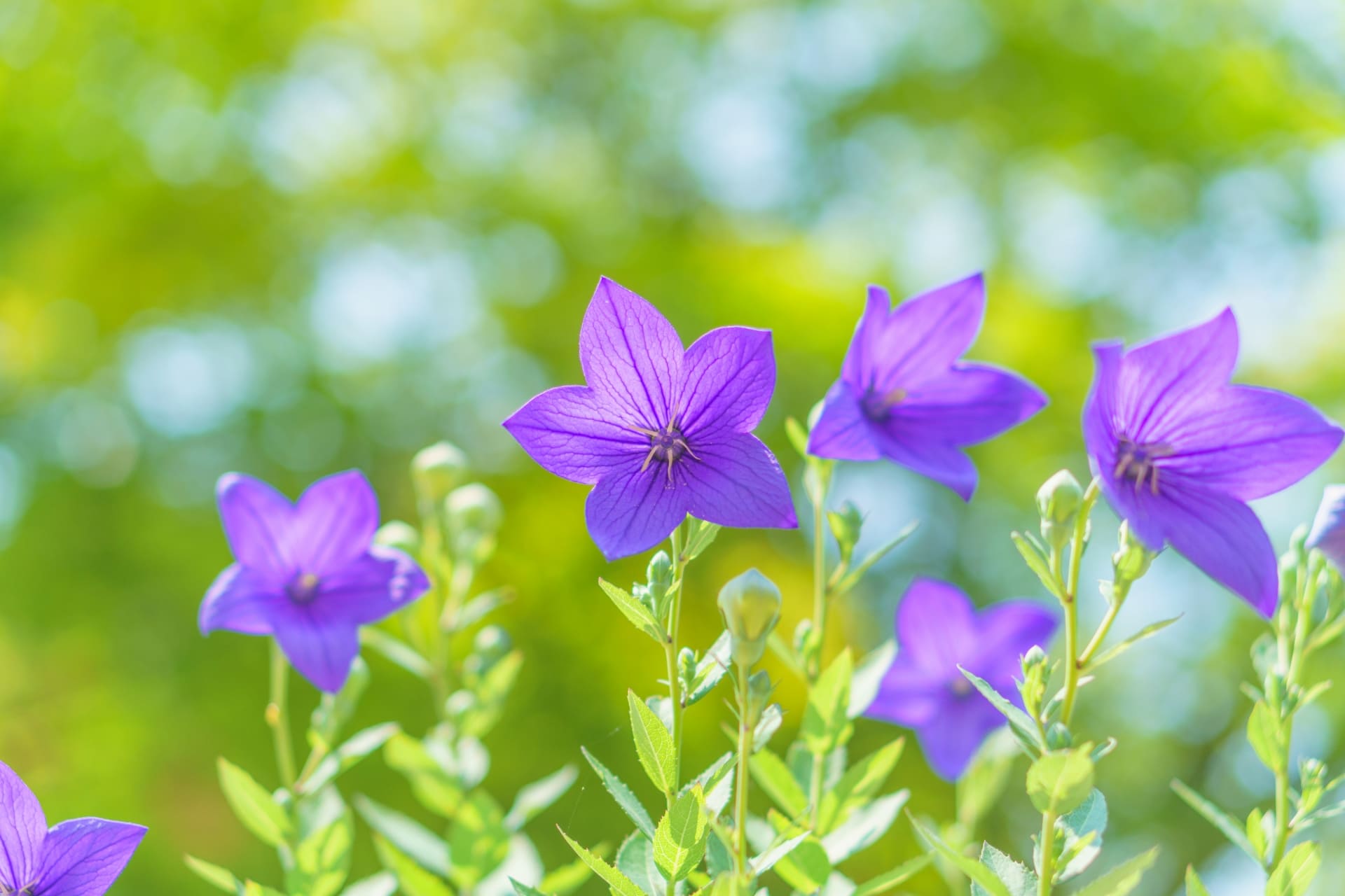 紫色の花