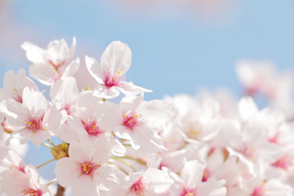 桜の花